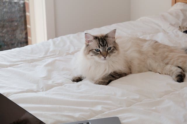 ragdoll cat laying on the bed
