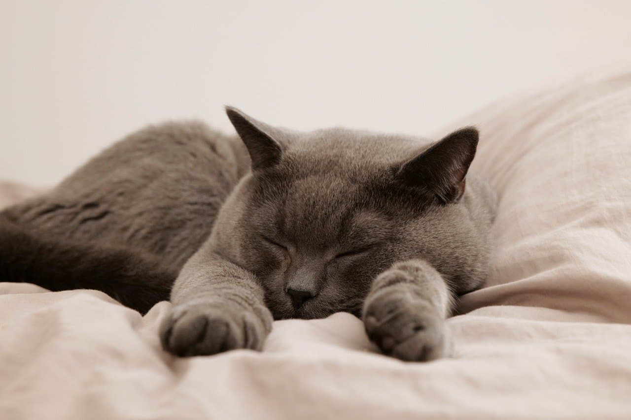 cat, pet, animal