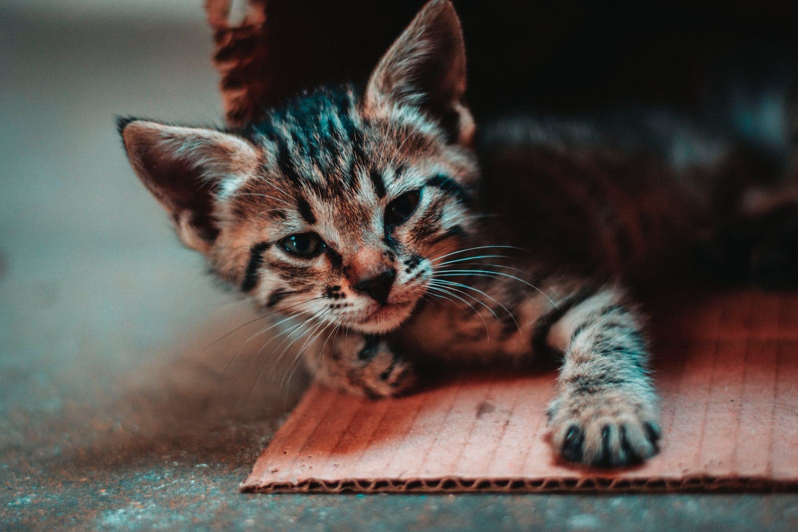 Close-up Photo of Kitten Lying Down on Cardboard