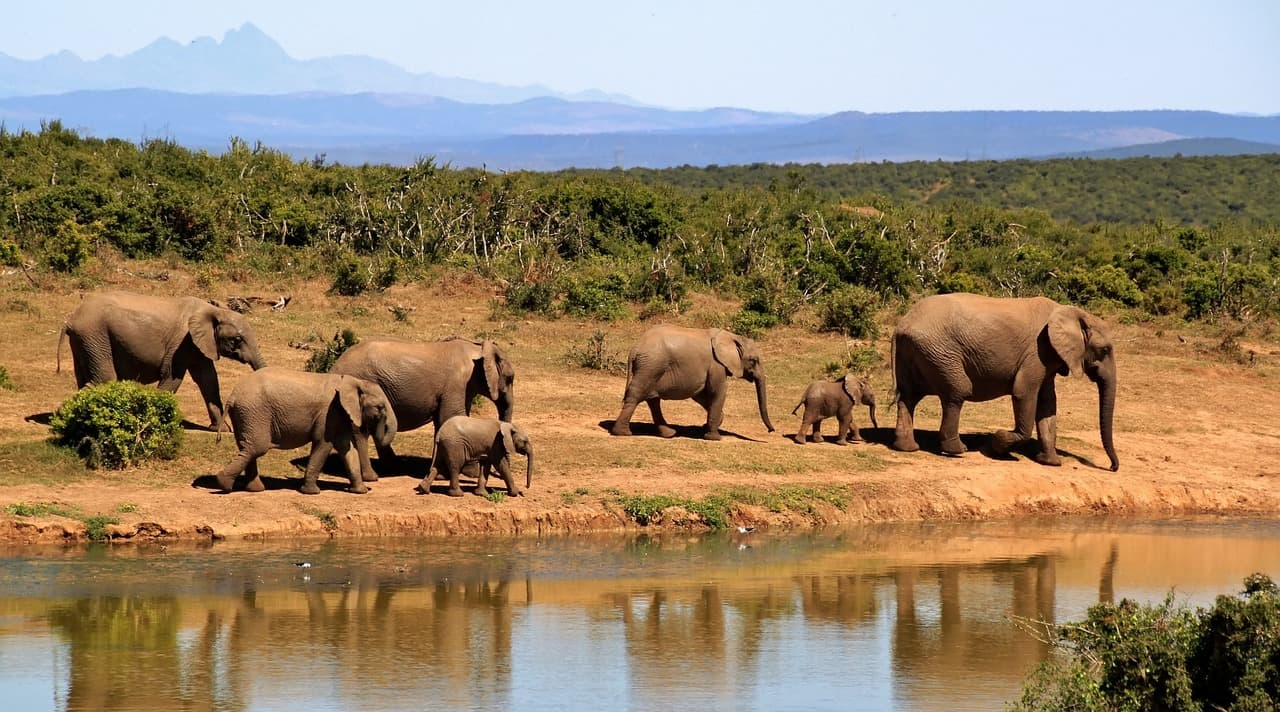 A big family of elephants on safari