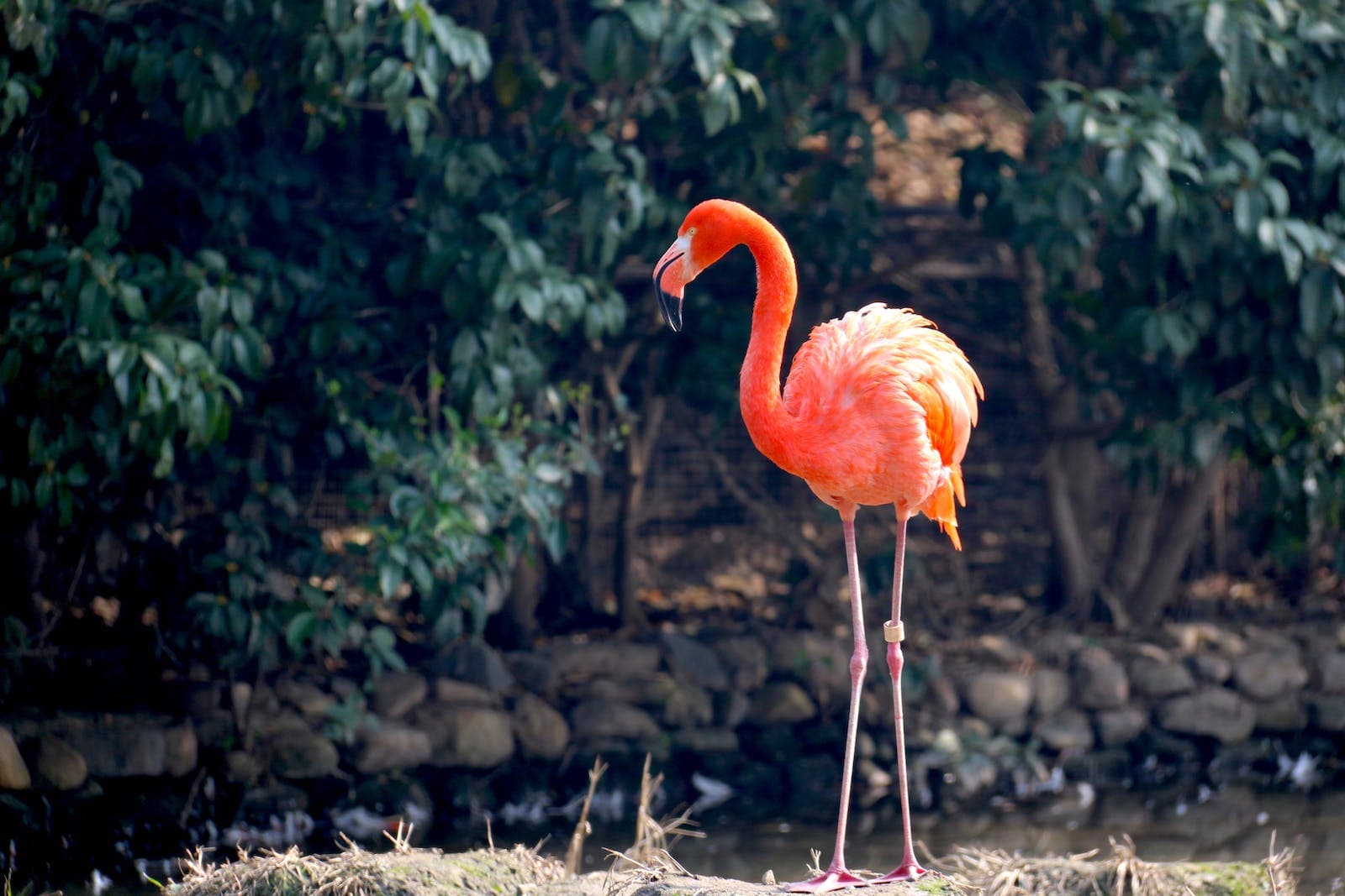 an orange flamingo in a natural backgrond