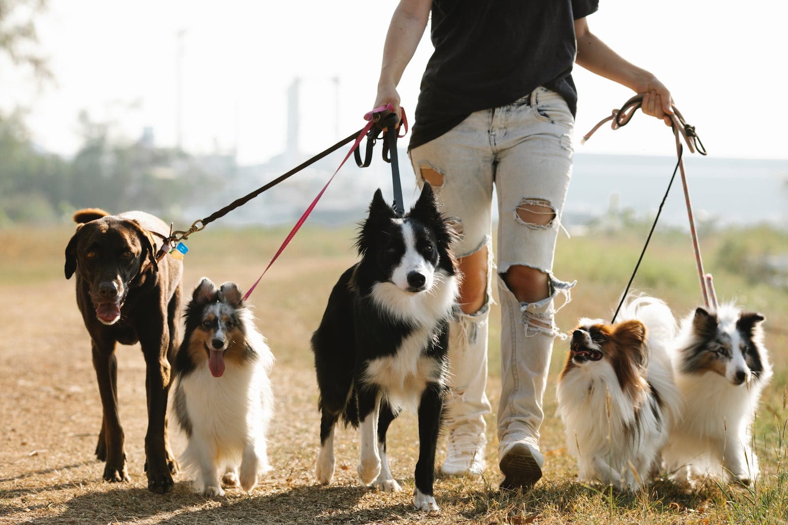 Group of dog friends walk together with a woman