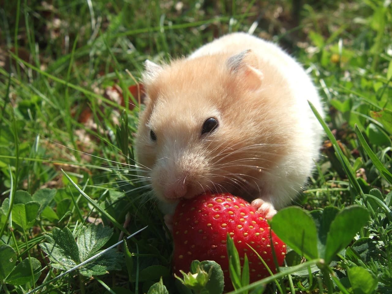 hamster eating a strawberry