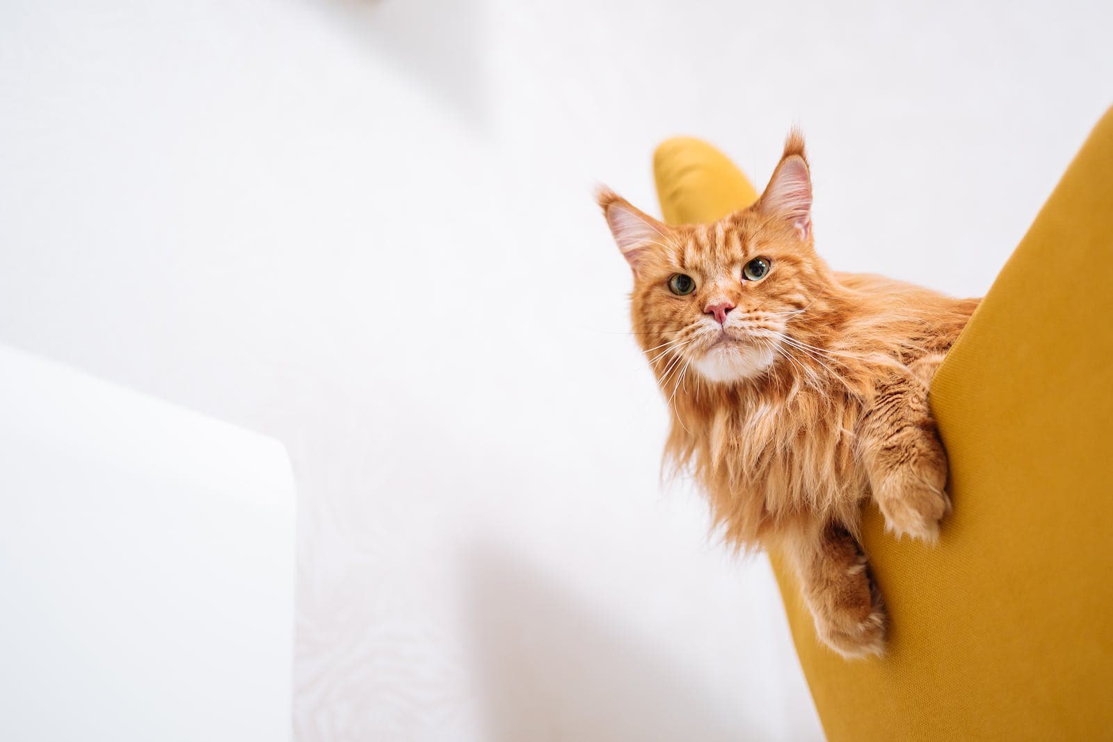 Orange Main Coone Cat on a Yellow Chair