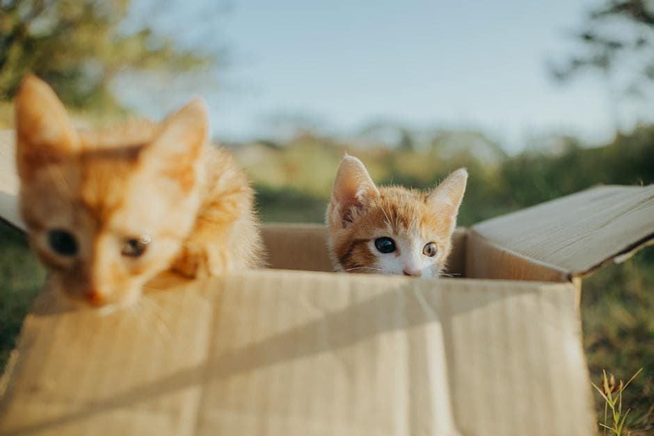 Kittens in Self-cleaning litter box