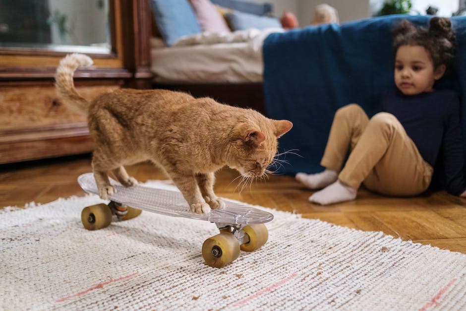 Orange Tabby Cat Riding on Penny Board
