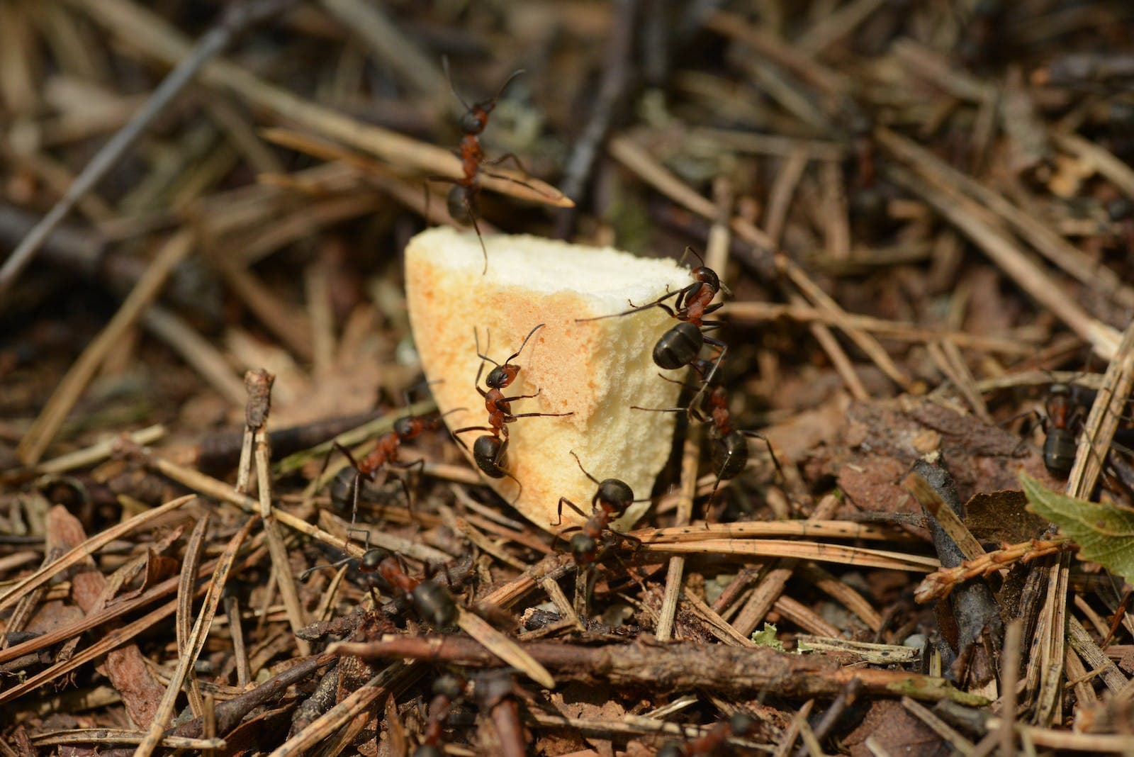 Thin wild ants eating in forest