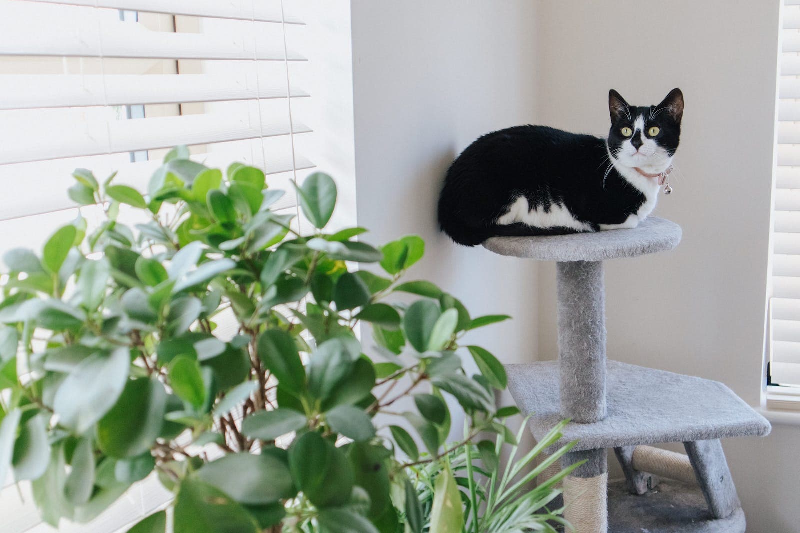 Adorable cat with attentive gaze lying on scratching post near plant while looking up at home